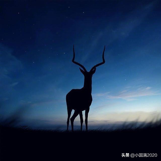关于鹿的诗句唯美（赞美梅花鹿的诗句）