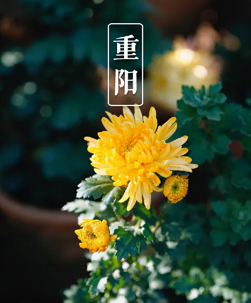 关于重阳节的诗句有什么（描写重阳节的古诗词欣赏）