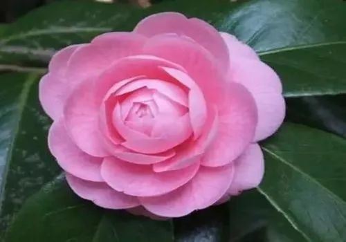赞美山茶花的诗句（茶花的名言名句）