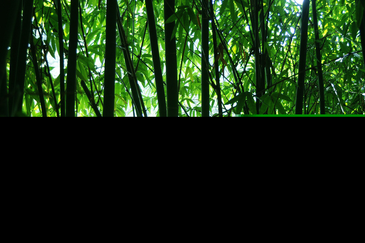 竹开头的成语有哪些（竹开头的四字成语大全）