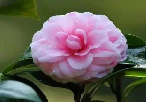赞美山茶花的诗句（茶花的名言名句）