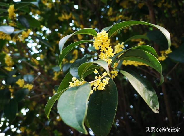 赞美桂花的古诗（关于桂花的经典名句）