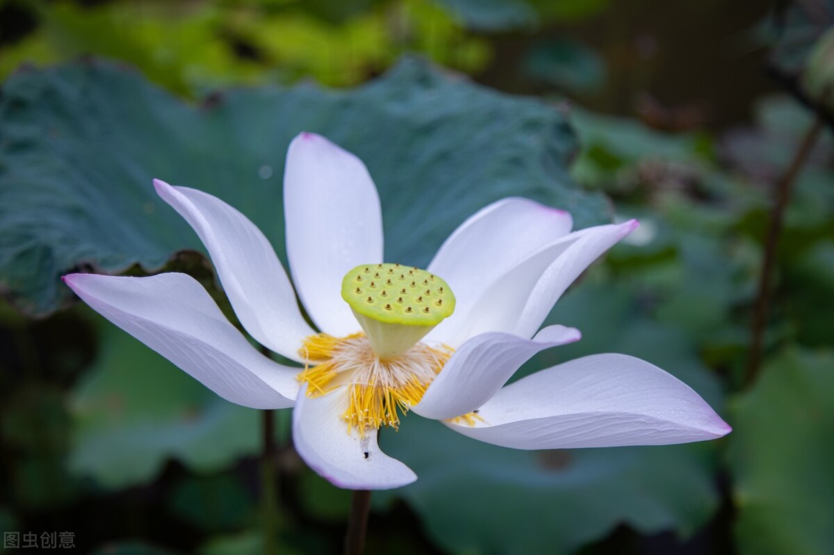 八月形容词成语（关于八月的古诗词与成语）