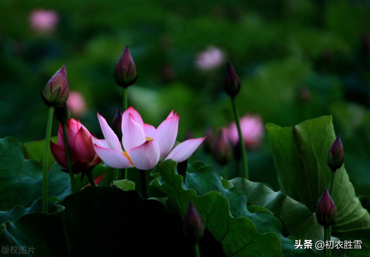 描写莲花的诗句（中国最美的荷花诗句）