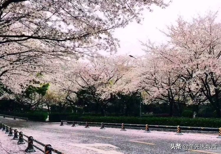 春天的诗句景色现代诗（春天的诗歌现代诗分享）