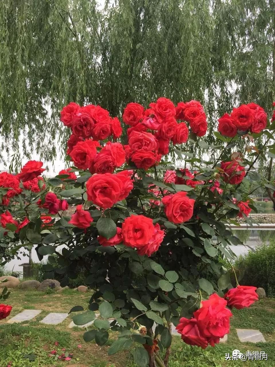 适合朗诵的诗词作品（适合新手朗诵的诗歌）
