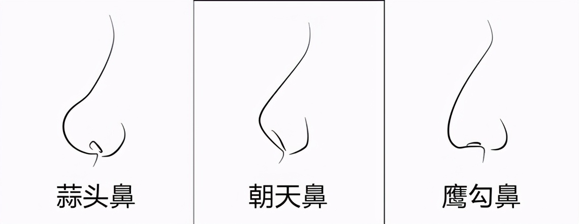 形容鼻子的句子有哪些（描写鼻子的一段话）