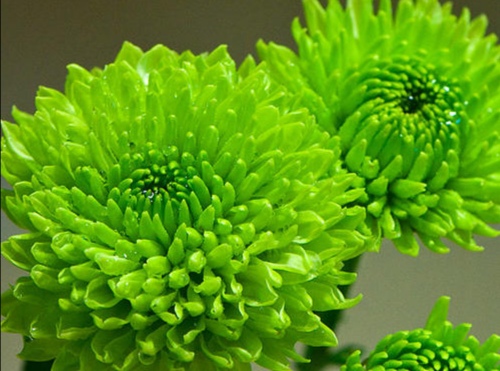 经典秋菊古诗五言（关于菊花的五言绝句）