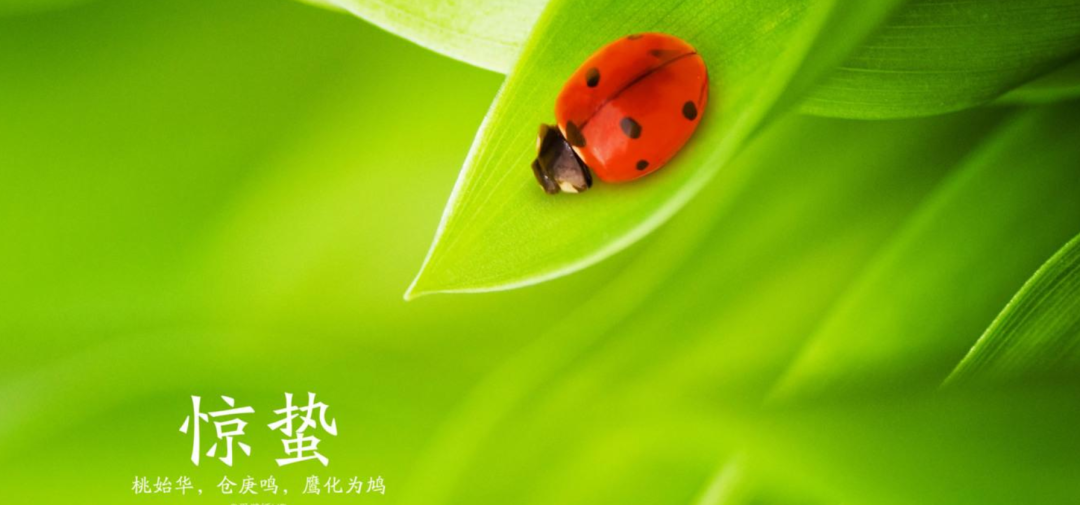 惊蛰古诗有哪几首（有关惊蛰的优美古诗词欣赏）