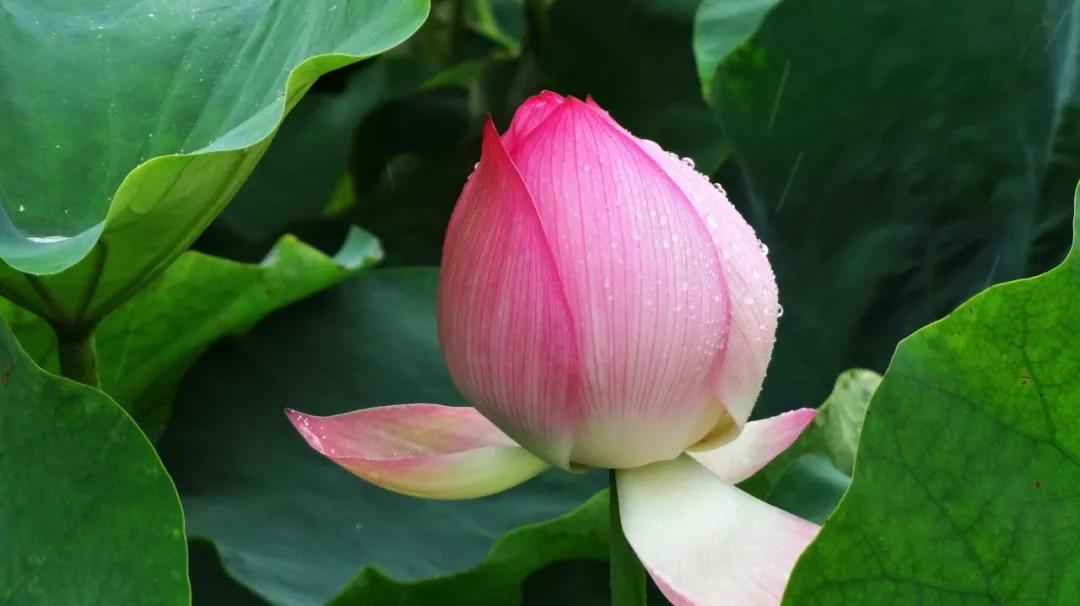 关于荷花的诗句古诗（莲花最有禅意的句子）