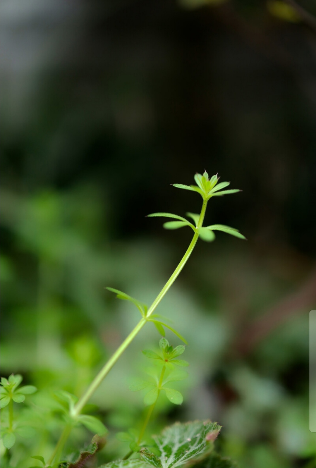 自强不息的诗句名言（关于自强不息的好段摘抄）