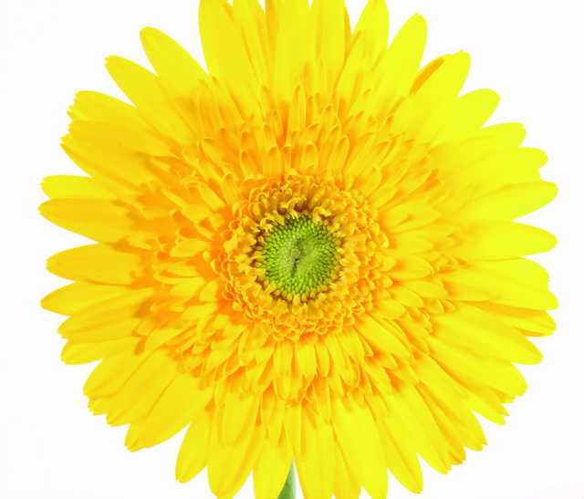 菊花古诗词名句（最动人的菊花诗）