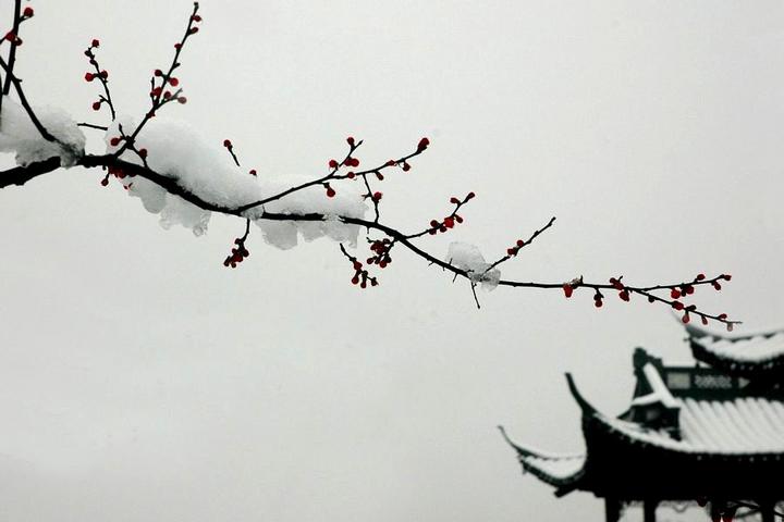 咏梅王安石的诗拼音（王安石的红梅古诗拼音 ）