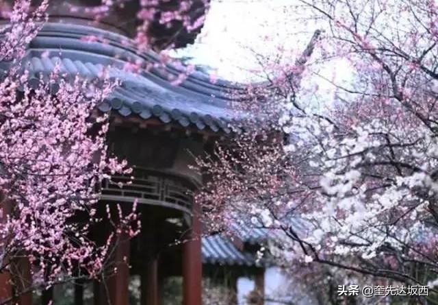 春天的诗句景色现代诗（春天的诗歌现代诗分享）
