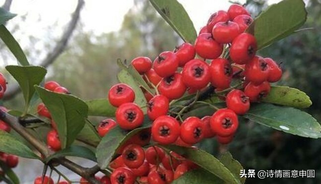 生日诗句经典给自己（给自己生日写首诗）