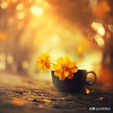 表示释怀和放下的句子（一句自我释怀的语录）