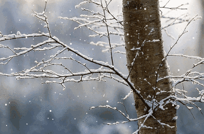 关于雪的诗词有哪些（赞美雪景的十首古诗词赏析）