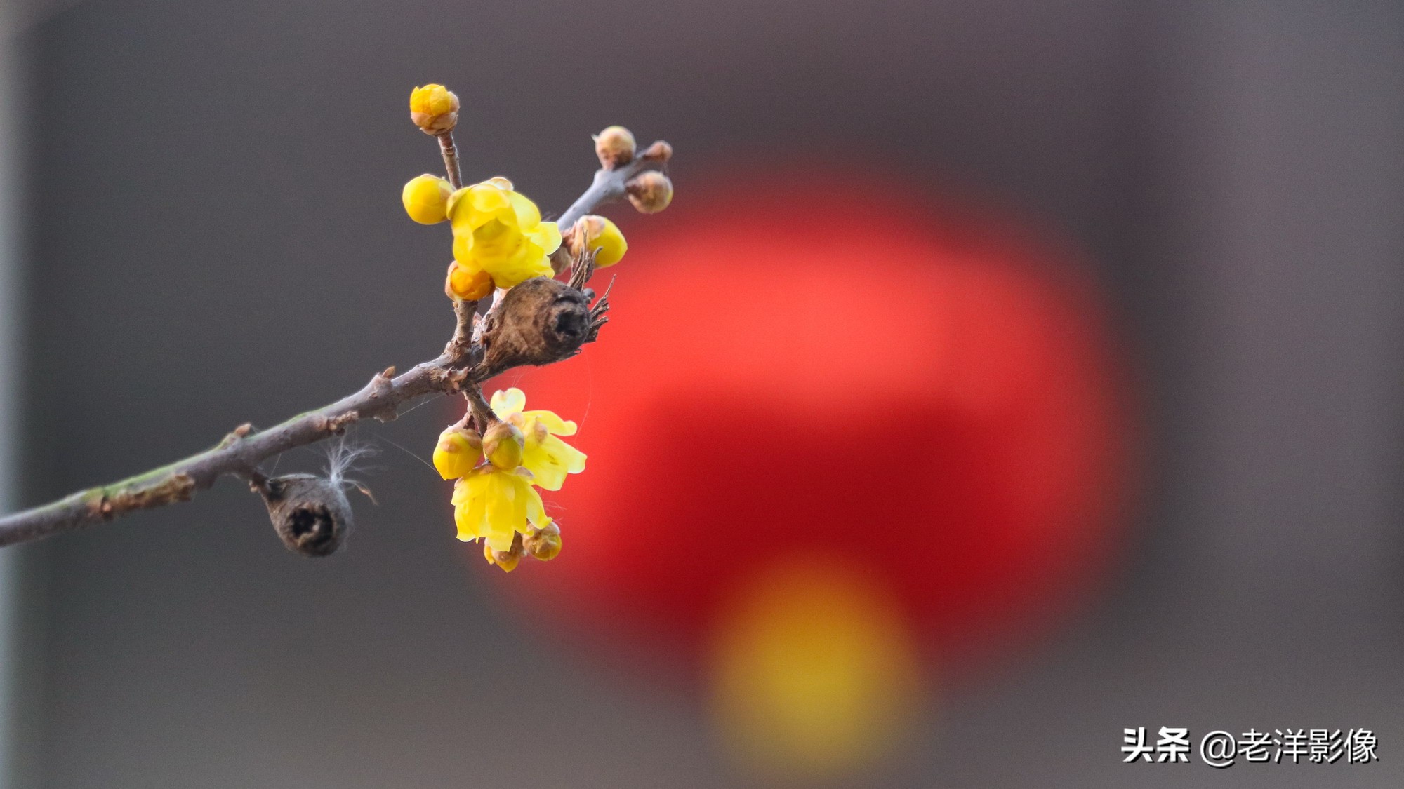 冬天的梅花怎么形容（描写梅花姿态的优美句子）