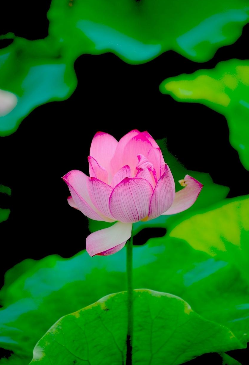 莲花的诗句古诗大全（赞美莲花的诗句古诗）