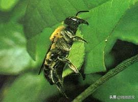 昆虫记精彩片段摘抄（昆虫记好句好段赏析及摘抄）