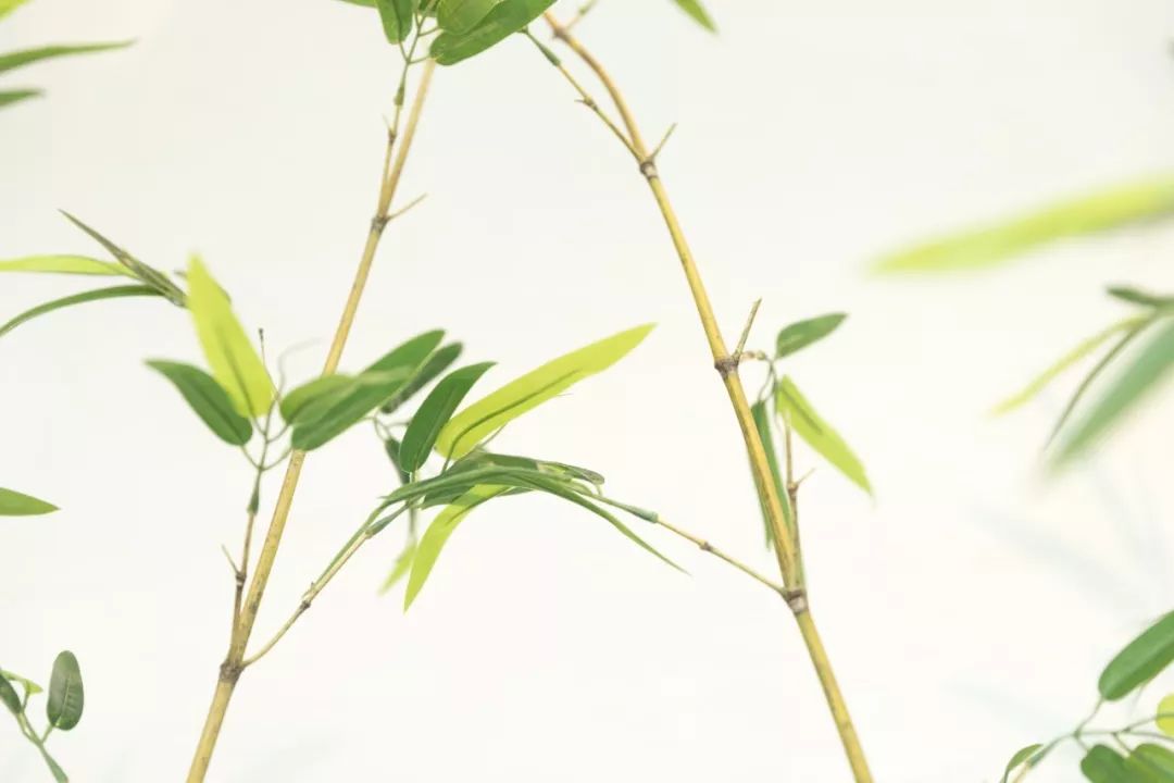 描写竹子的优美句子(赞美竹子的古诗词大全）