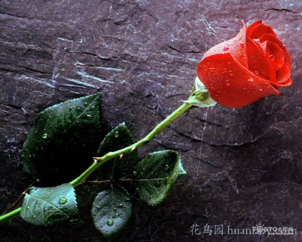 红玫瑰花语寓意大全（玫瑰不同颜色花语传说）