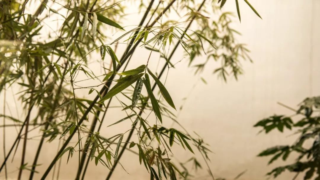 描写竹子的优美句子(赞美竹子的古诗词大全）