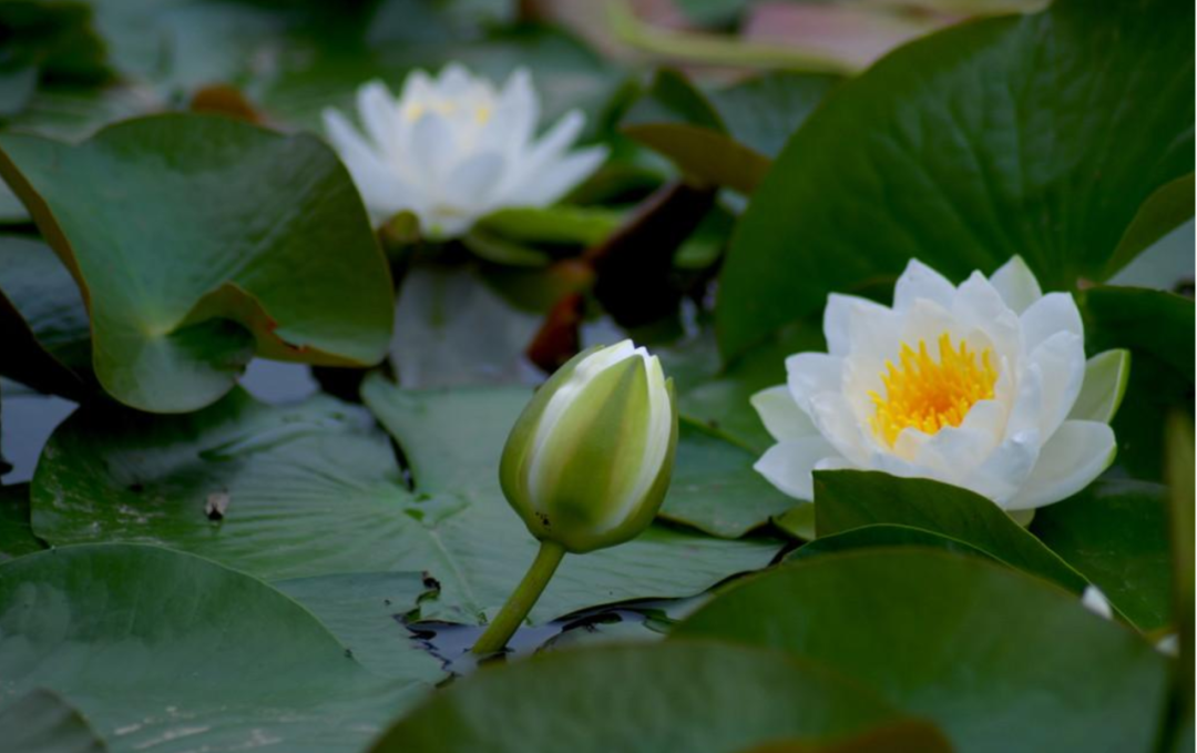 莲花的诗句古诗大全（赞美莲花的诗句古诗）