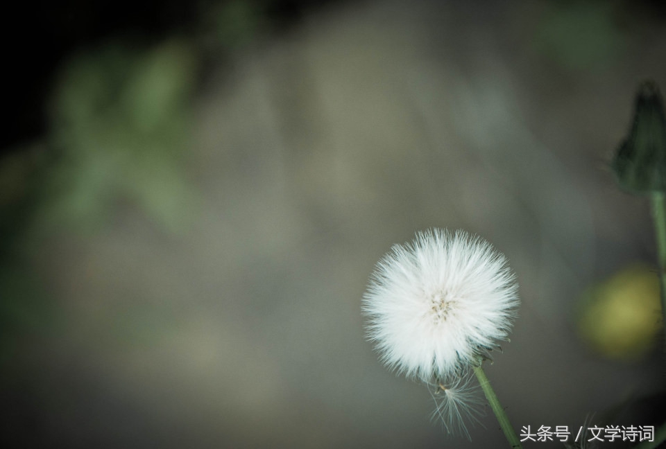 含有风的古诗词飞花令（带风字的诗词句）