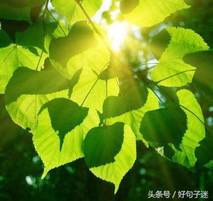 看淡人生感悟的句子经典（16条感悟人生的经典句子）