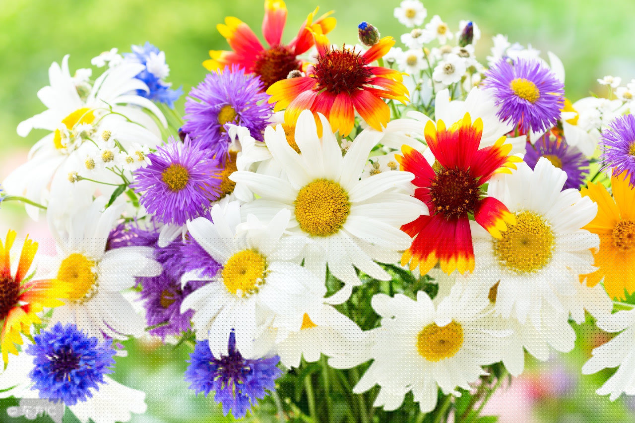 描写菊花的句子和段落（赞美菊花的好词好句好段大全）