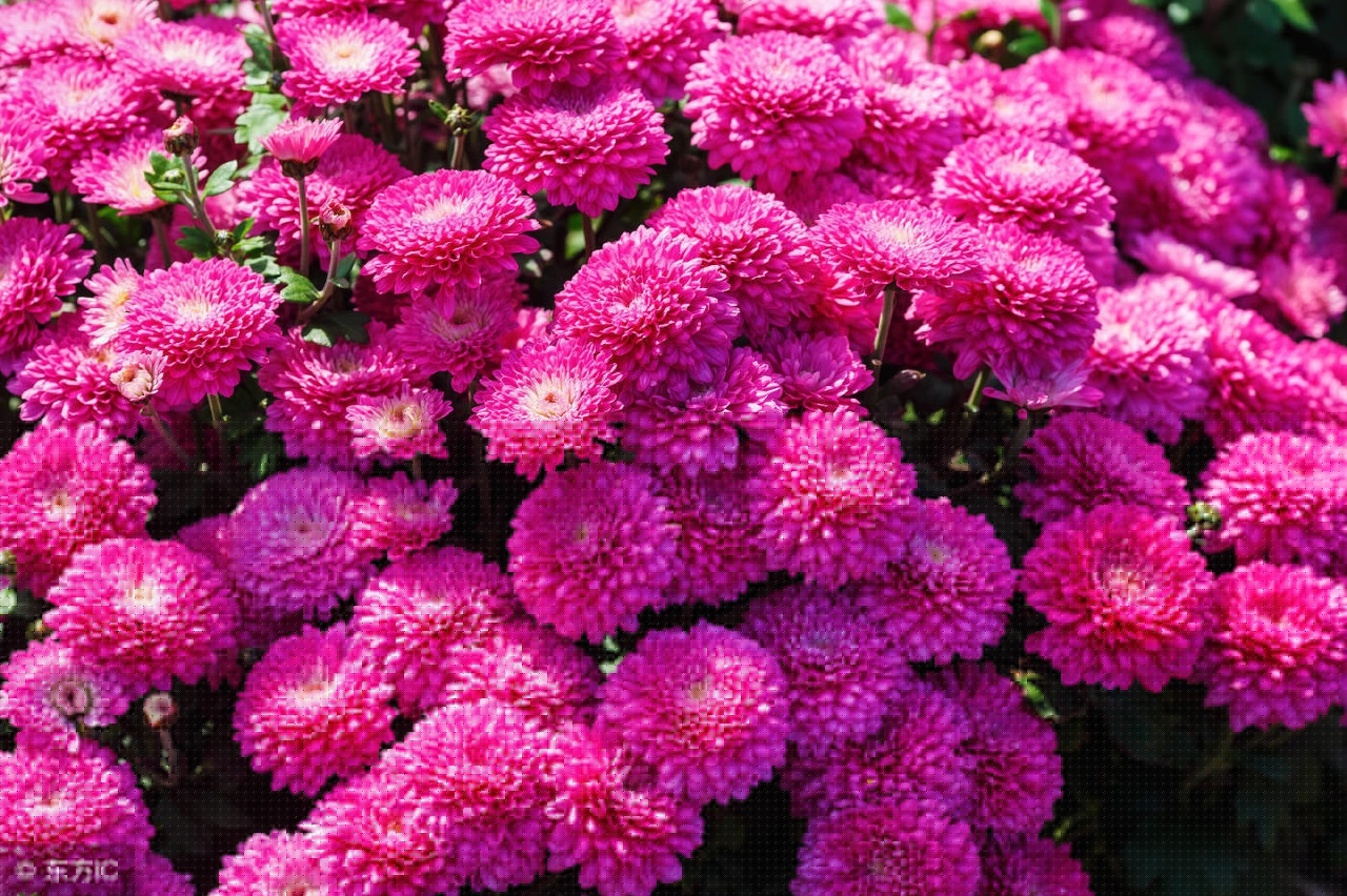 描写菊花的句子和段落（赞美菊花的好词好句好段大全）