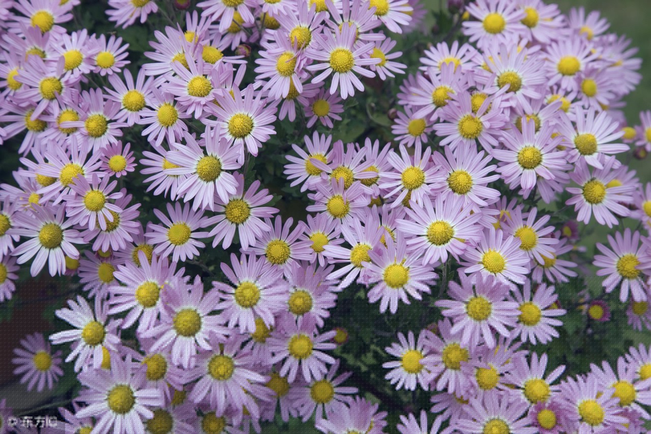 描写菊花的句子和段落（赞美菊花的好词好句好段大全）