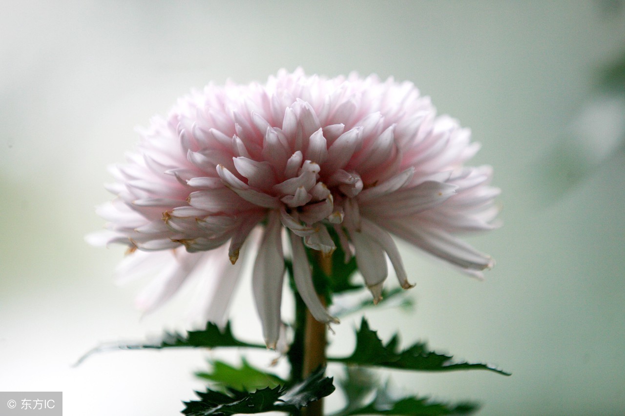 描写菊花的句子和段落（赞美菊花的好词好句好段大全）