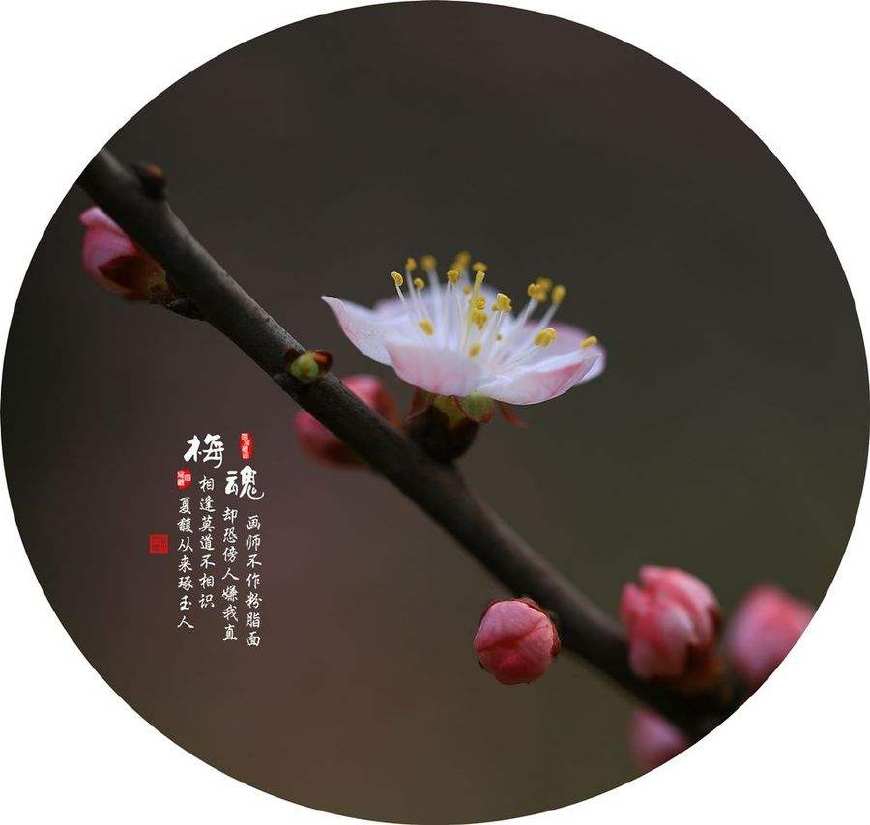 托物言志诗有哪些古诗（关于托物言志的诗句）