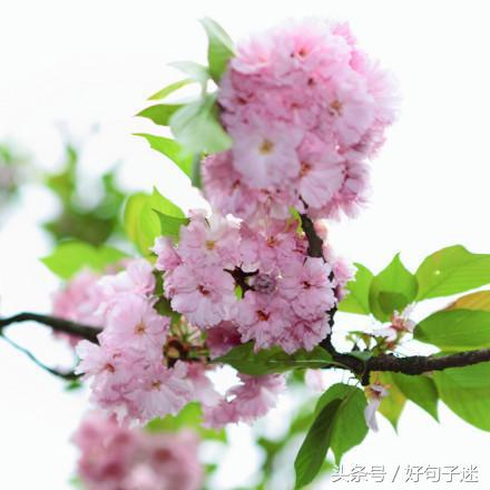 文字唯美小清新句子（意境文艺小清新句子）