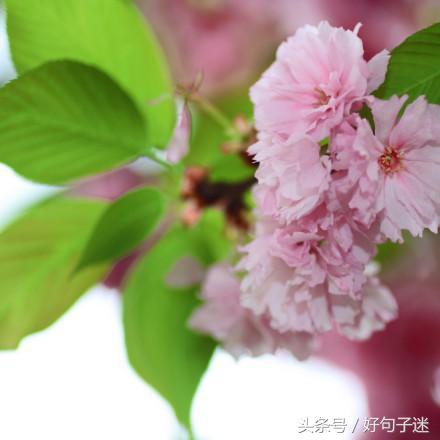 文字唯美小清新句子（意境文艺小清新句子）