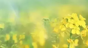 形容佛的诗句有哪些（佛系静心修心的9首古诗）