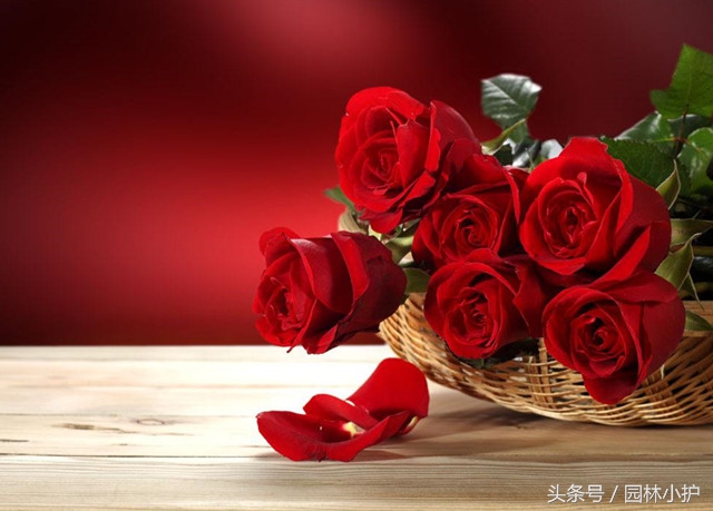 示爱的花有哪些（盘点代表爱意的97种花）