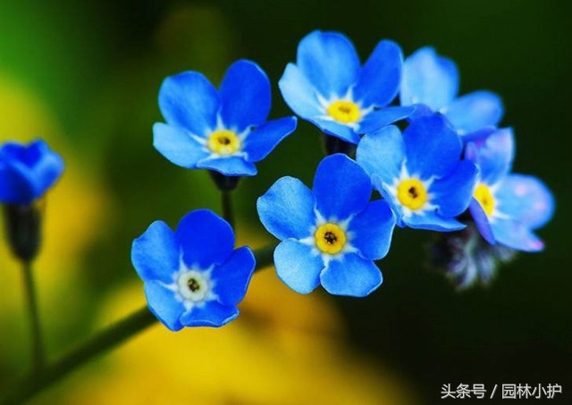 示爱的花有哪些（盘点代表爱意的97种花）
