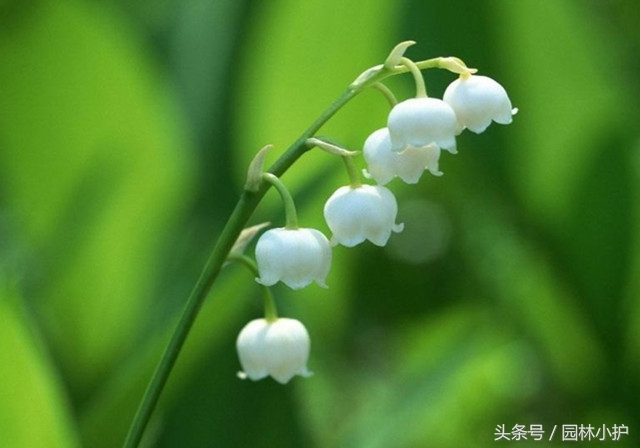 示爱的花有哪些（盘点代表爱意的97种花）
