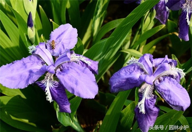 示爱的花有哪些（盘点代表爱意的97种花）