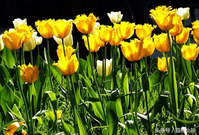 示爱的花有哪些（盘点代表爱意的97种花）