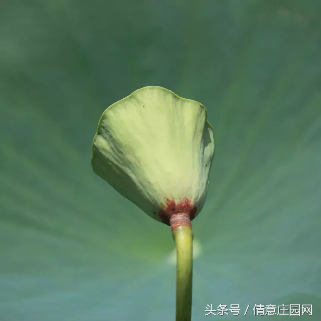描写莲蓬的优美句子（有关莲蓬的经典诗句大全）