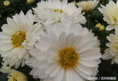 悼念亲人的话应该怎么写（亲人走了简短哀悼语）