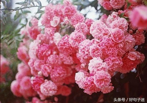 描写爱情最好的模样的句子（火爆朋友圈的爱情语录）