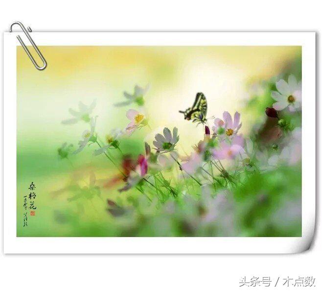 关于鱼的唯美句子古风（人生就像鱼的经典短语）