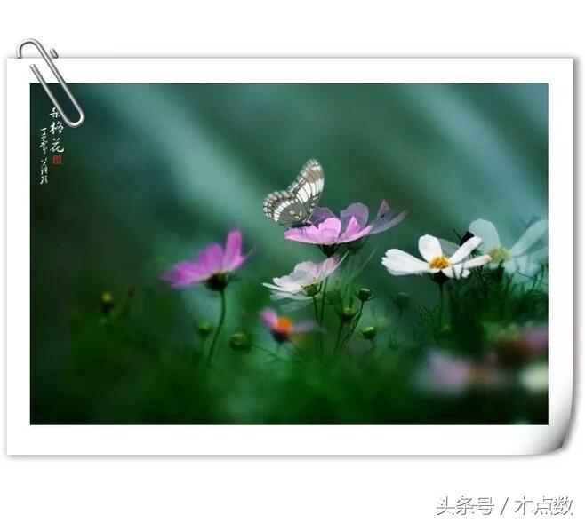 关于鱼的唯美句子古风（人生就像鱼的经典短语）