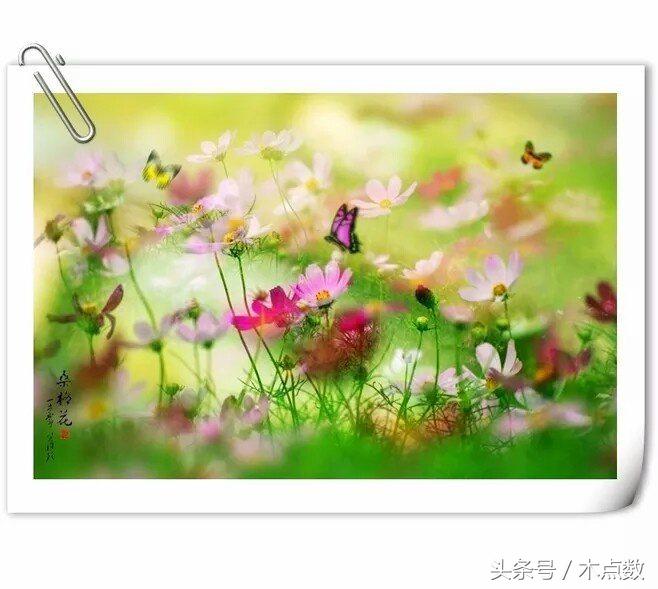 关于鱼的唯美句子古风（人生就像鱼的经典短语）