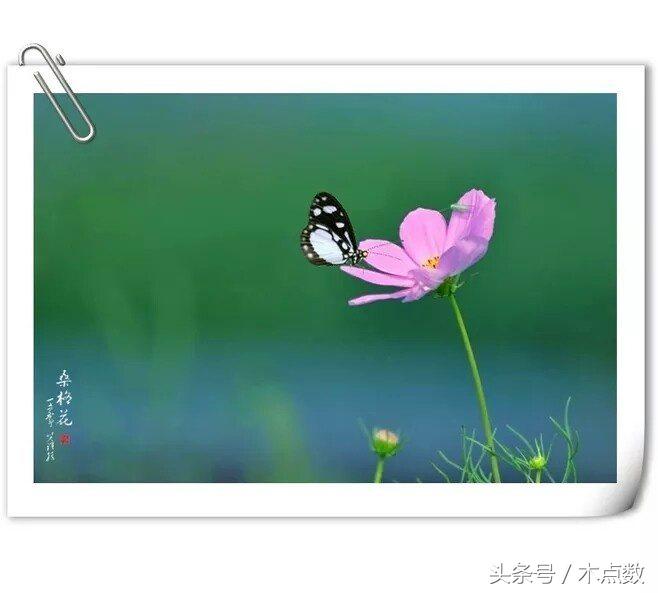 关于鱼的唯美句子古风（人生就像鱼的经典短语）